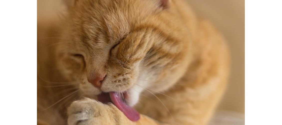 5 tips for å holde katten ren