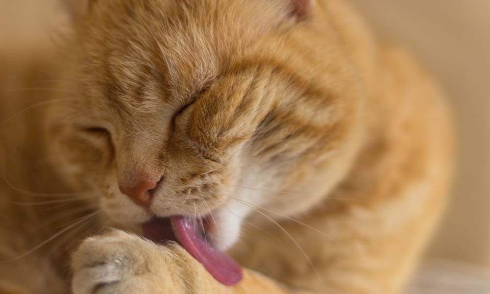 Oransj katt som slikker seg ren.