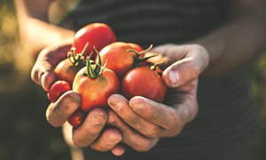 Slik planter du i pallekarm