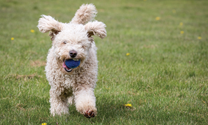 Fôr til hund som ikke røyter mye