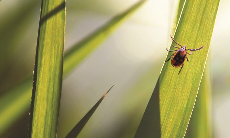 Alt du trenger å vite om flått og kjæledyr