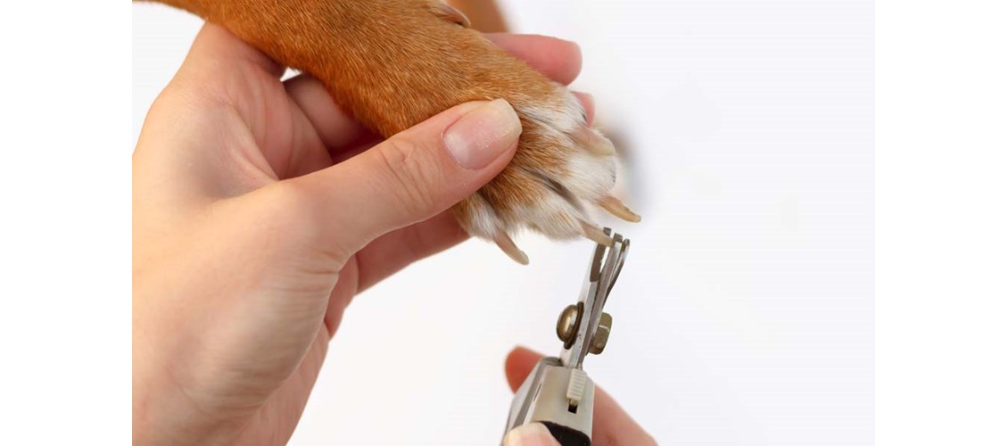 Alt du trenger å vite om kloklipp på hund