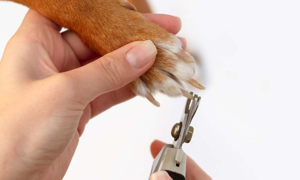 En hundelabb- klør som klippes