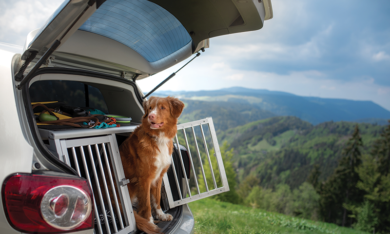 Hund titter  ut av bilbur