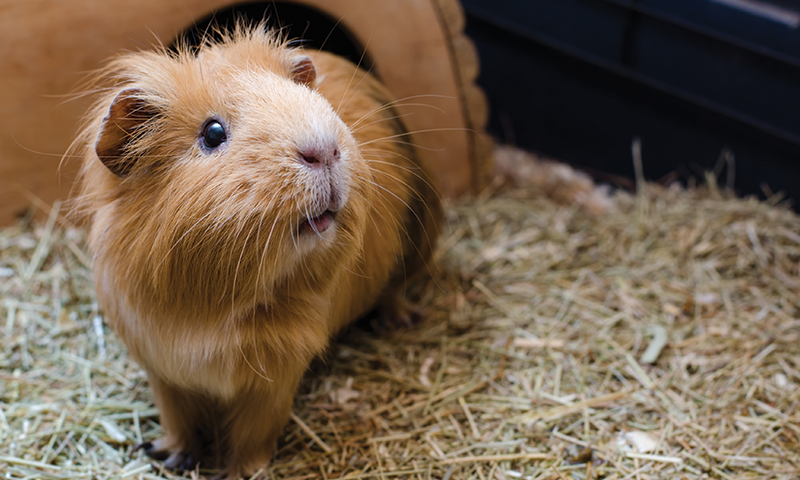 Marsvin titter ut av en tunnel