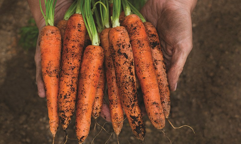 Gulrøtter i hender på jord