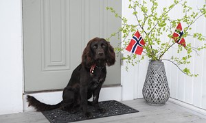 En dyrevennlig 17. mai: Gi kjæledyrene dine en fin feiring