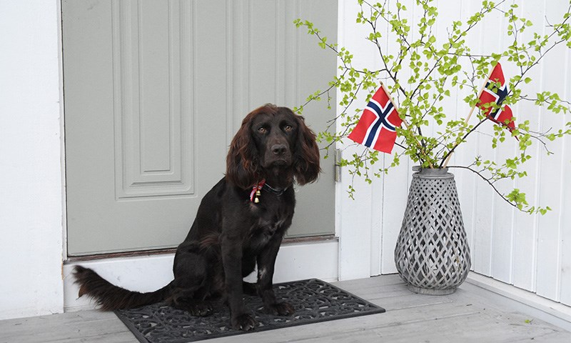 Avbildet:HUnd som sitter på trappen med sløyfe og flagg i bakgrunn