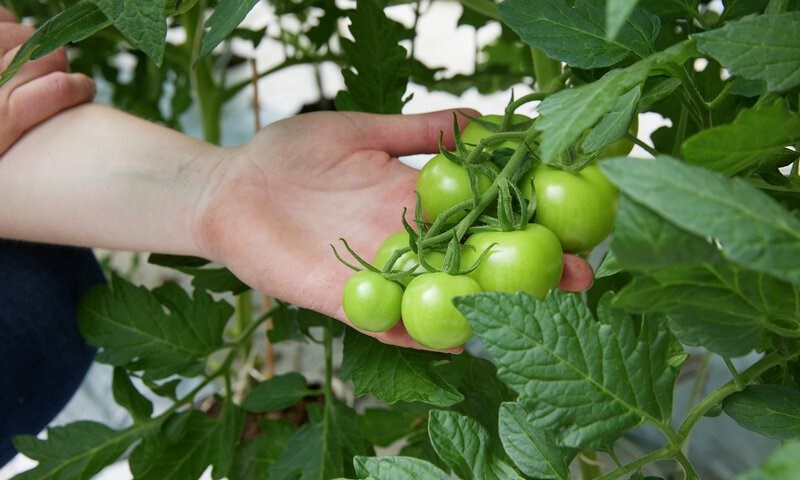 Avbildet: En hånd som holde en tomatplante med umodne tomater