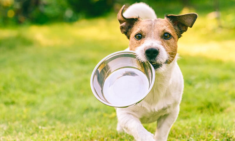 Hund med matskål i munn
