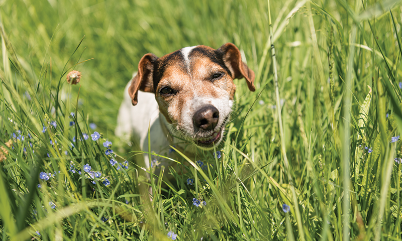 Hund tygger på gresstrå