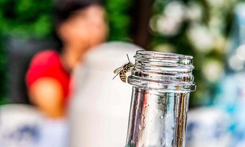 Hvordan bli kvitt veps