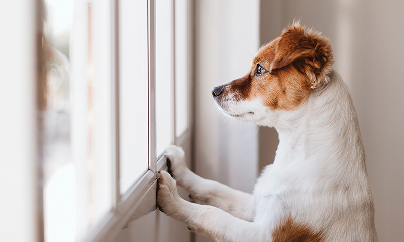 Hvordan trene hunden til å være alene hjemme?