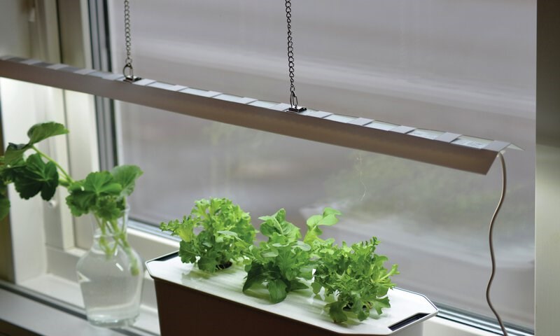 Salat i vinduskarm med plantelys over