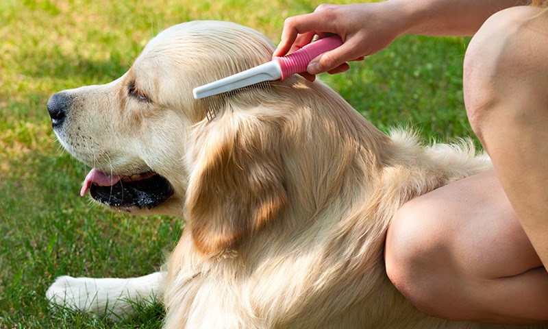 Hund som blir gredd med en kam