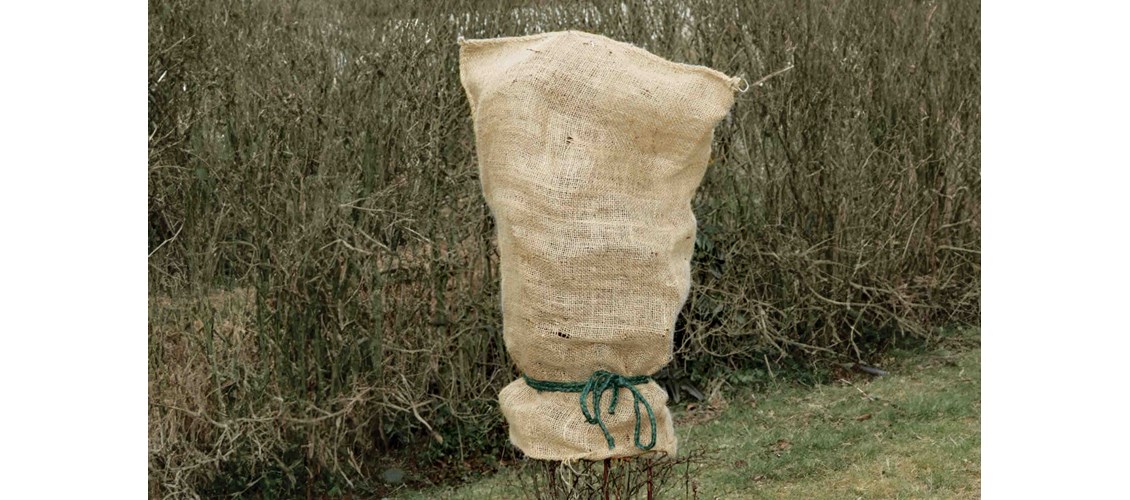 Slik beskytter du plantene i vårsola