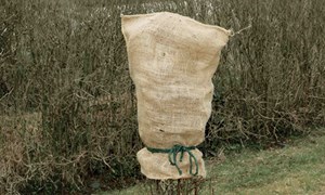 Slik beskytter du plantene i vårsola