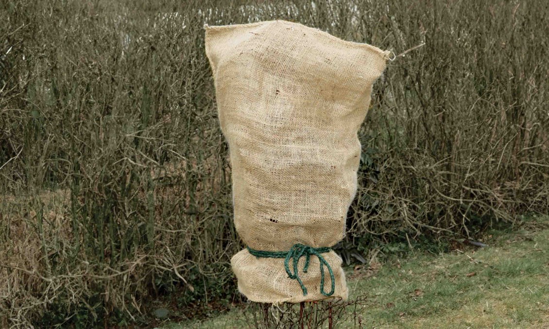 Avbildet:Buske dekket med striesekk