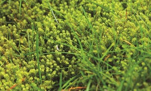 Slik fjerner du mose i gressplen