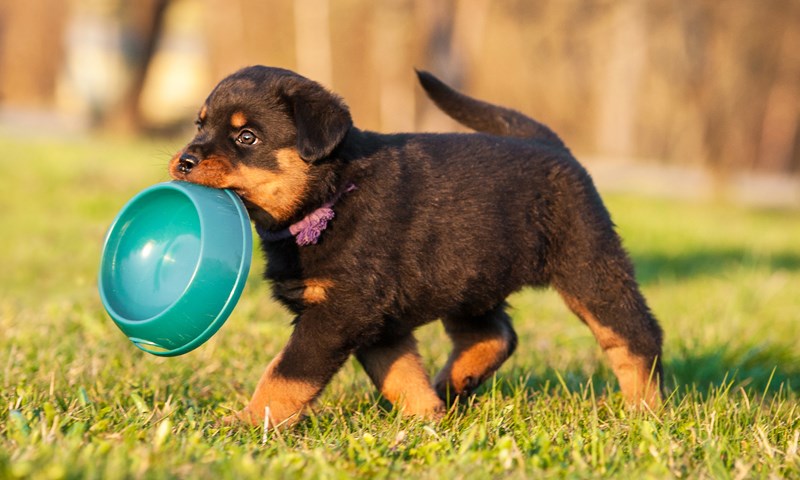 Slik fôrer du valpen
