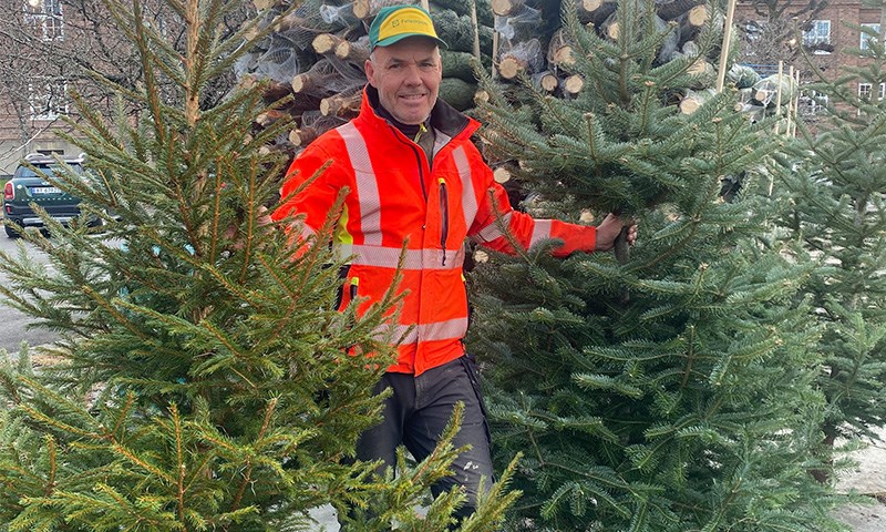 Juletrebonden står med sine juletrær
