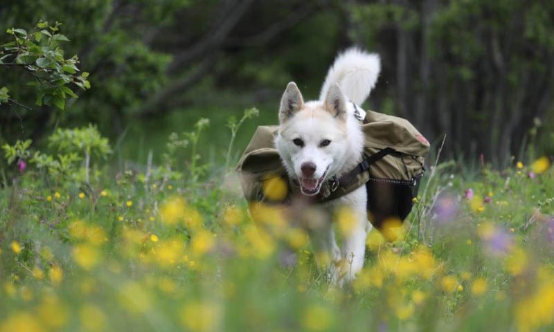 Slik lærer du hunden å gå med kløv