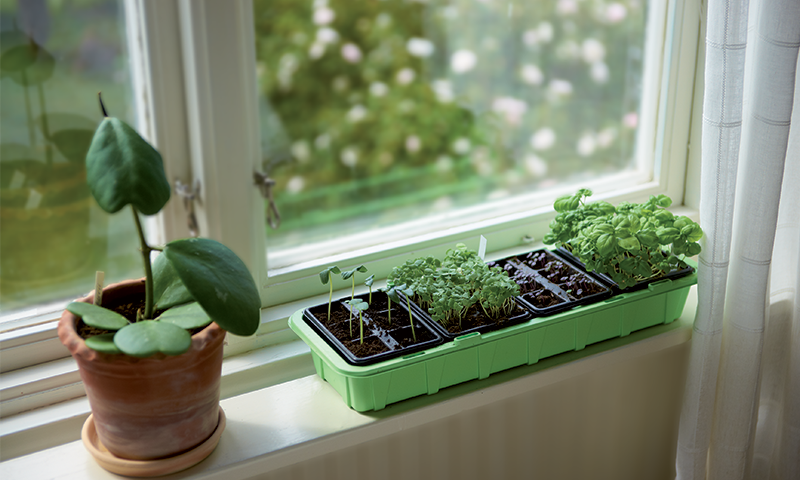 Slik tjuvstarter du hageprosjektet inne 