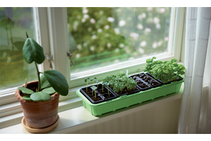 Slik tjuvstarter du hageprosjektet inne