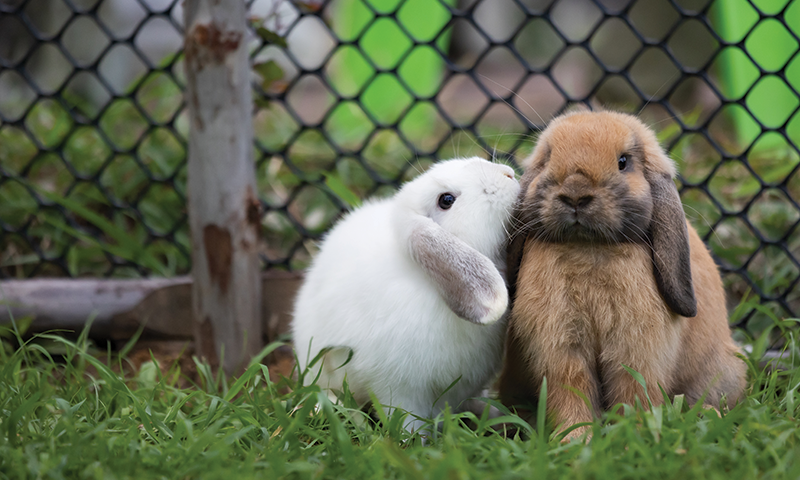 To kaniner i uteinngjerding