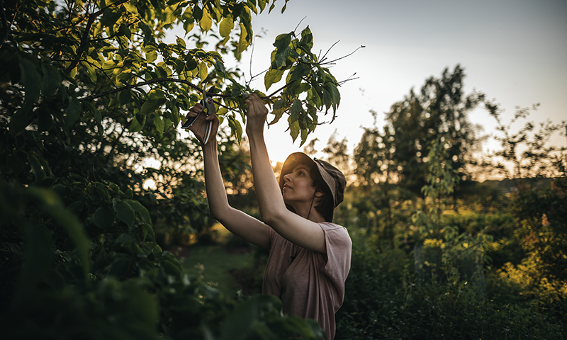 Avbildet; Beskjæring av et tre med beskjæringssaks