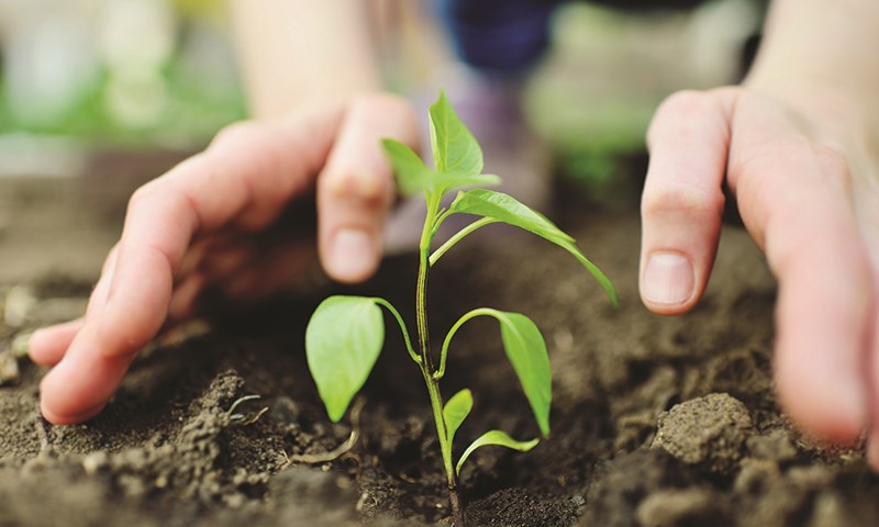 Avbildet: Et par hender som holder jord.