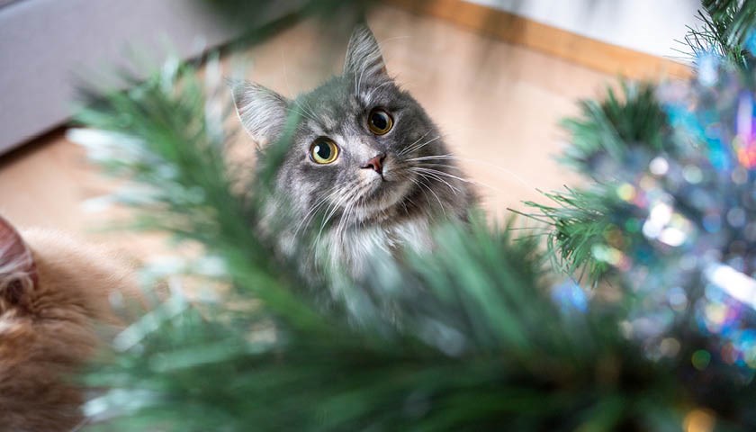 Katt som skuer ivrig på juletre
