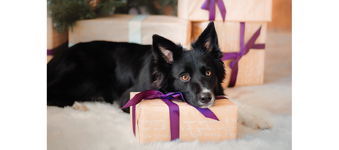 Julegavetips til hund