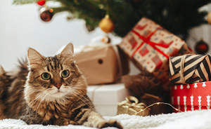 Julegavetips til katt