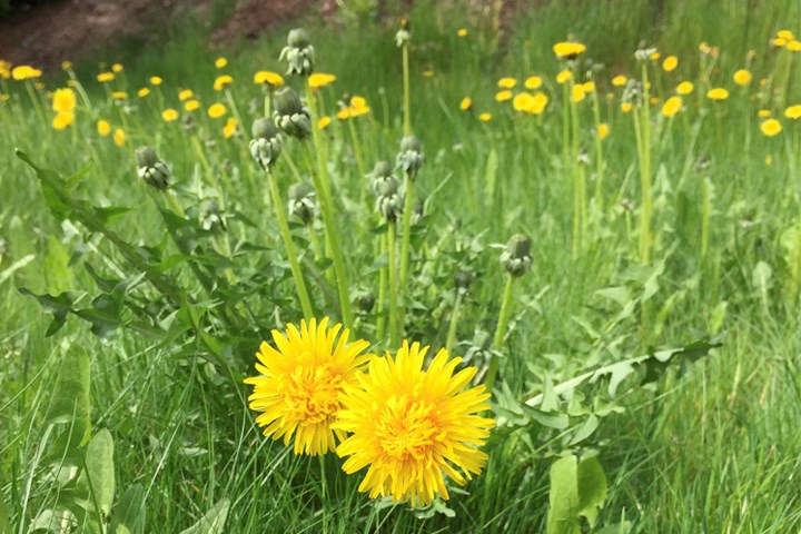 Gressplen med løvetann 