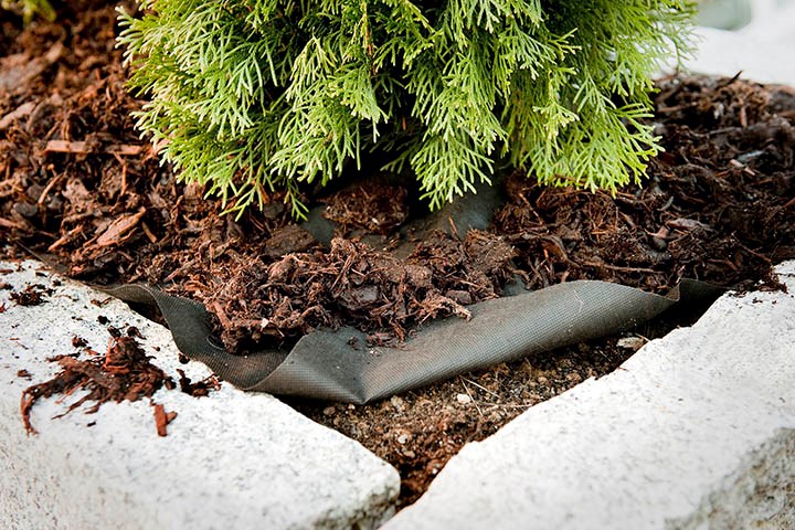 Nærbilde av Thuja og bark med barkduk under.