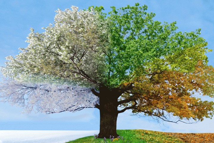 Illustrasjon av et tre som viser når du skal beskjære forskjellig type planter