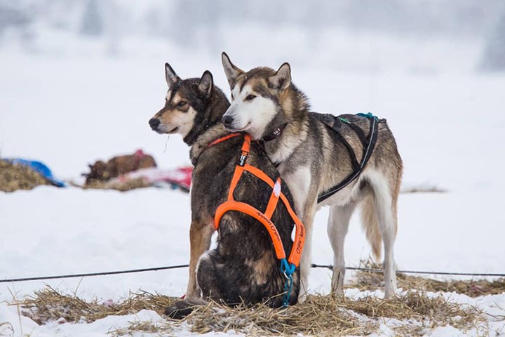 To huskyer i snølandskap