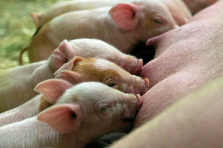 Fasefôring av purker: Nødvendig for optimalt produksjonsresultat