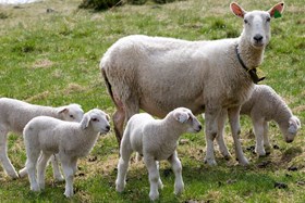 Formel kraftfôr til sau og lam