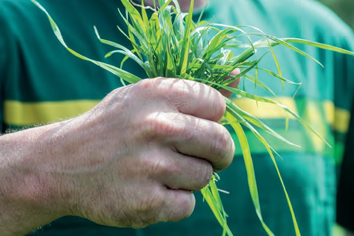 Ta kontroll på fôringa med grovfôrprøver