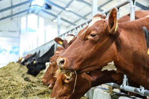 Pluss tilskuddsfôr gir bedre økonomi i melkeproduksjonen