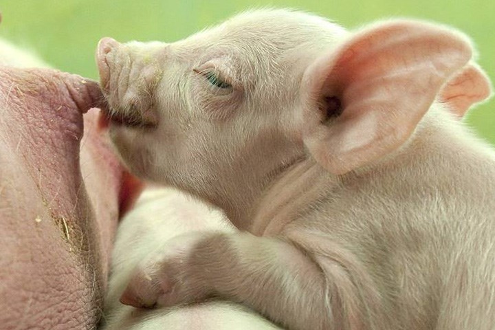 Jern til smågris- et livsviktig tilskudd ved livets start