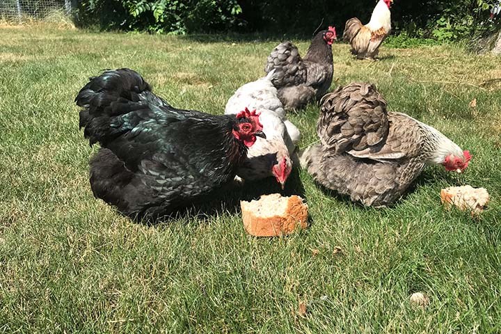 Høner i hagen – glede og ansvar