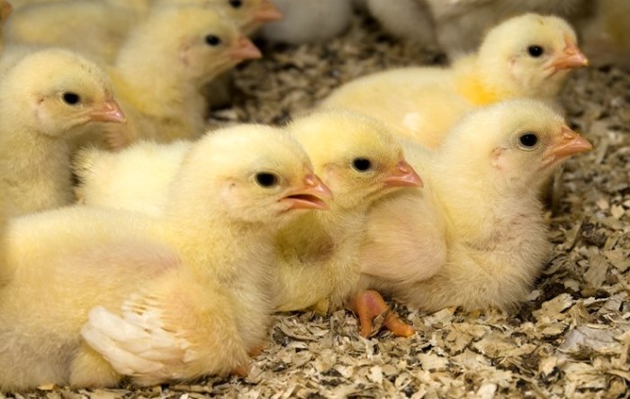 Her finner du hele vårt sortiment til hobbyhøns!