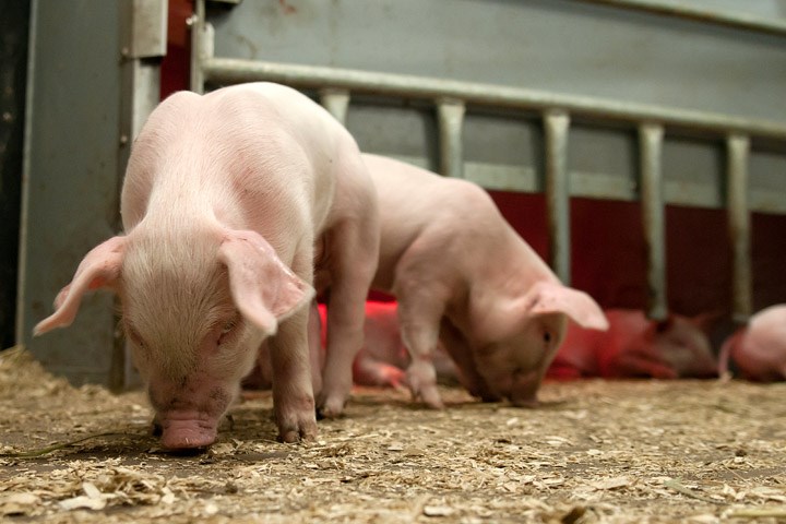 grisunger i grisefjøs