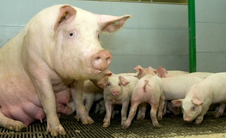 Diende purke med mange griseunger. Foto