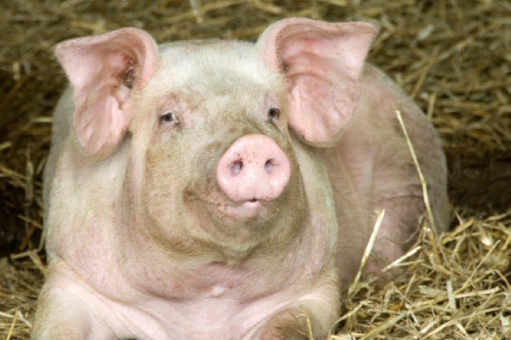 Felleskjøpets produkter mot halebiting