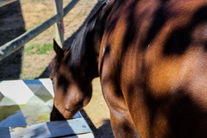 Høsten er kolikktid for hesten