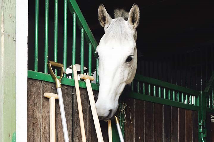 Hvit hest i stallbås